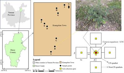 Alleviation of heavy metal stress and enhanced plant complex functional restoration in abandoned Pb–Zn mining areas by the nurse plant Coriaria nepalensis